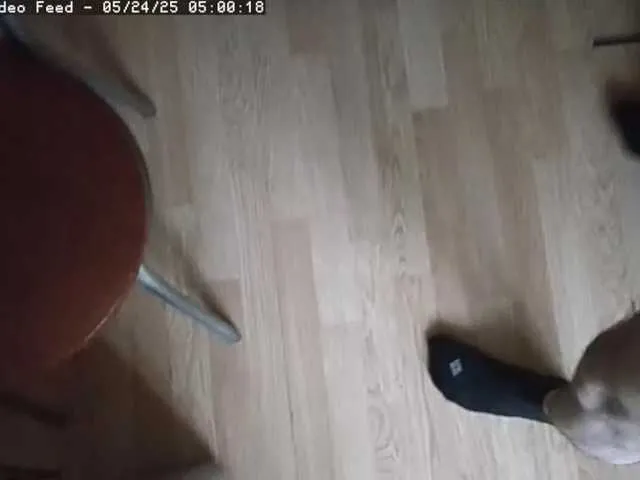 BonnieandClyde webcam stream